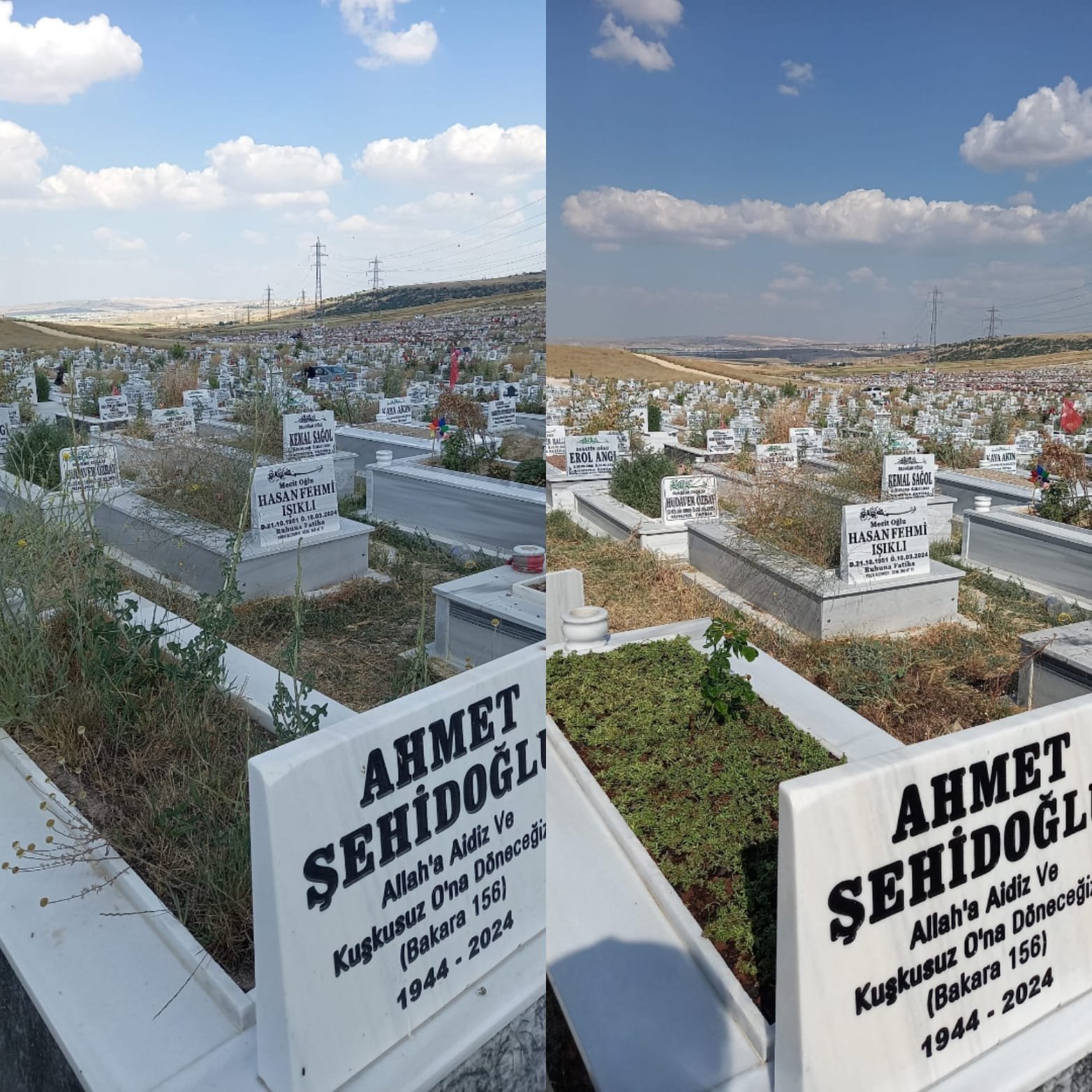 Kabir Yabani Ot Kökten Temizliği Öncesi Sonrası Eskişehir