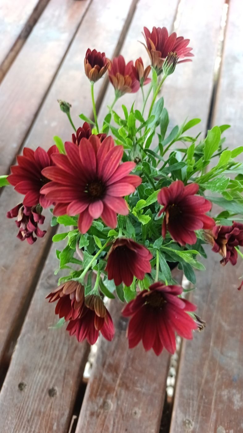 Bodrum Papatyası Mezar Çiçeği (Osteospermum)