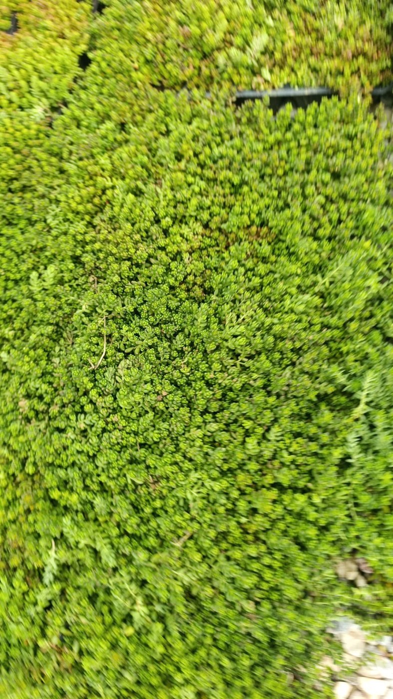 Boncuk Sedum - Mezar Üstü Canlı Sukulent Örtücü