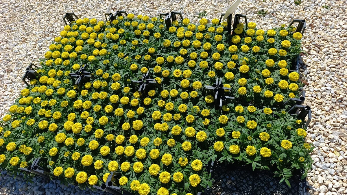 Katmerli Sarı Top Kadife Kasa Fidesi