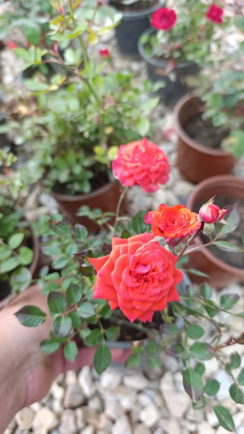 Mini Bodur Mezar Gülü (Saksılı / Aşılı Çalı Gül)
