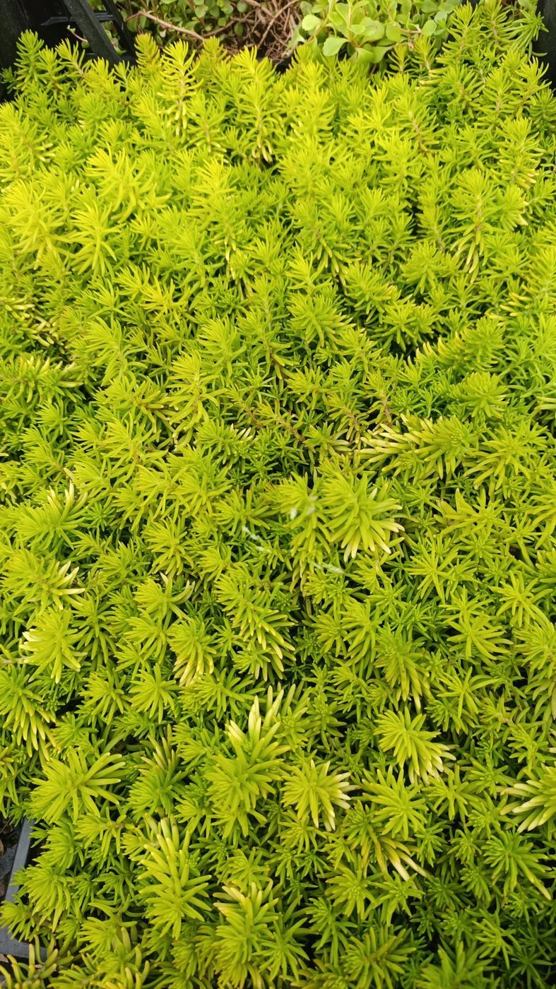Sarı Sedum - Altın Mezar Yer Örtücüsü