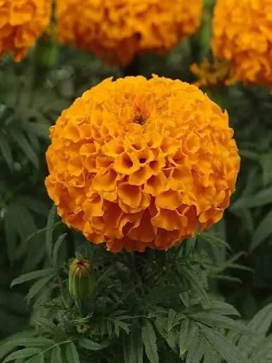 top kadife çiçeği Canlı Mezar Çiçeği Dikimi Eskişehir