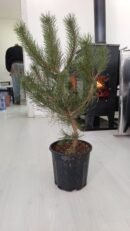 Kozalak çamı Fidesi