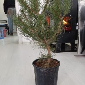 Kozalak çamı Fidesi