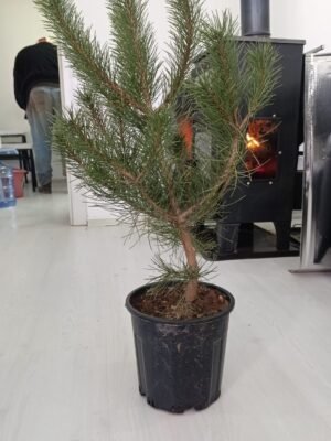 Kozalak çamı Fidesi