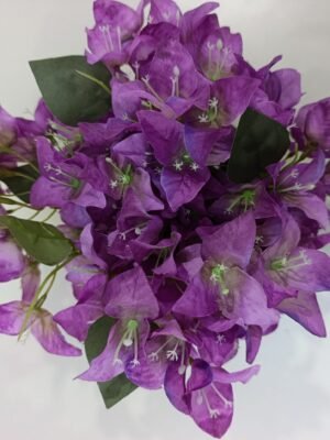 Y20 Begonvil Çiçeği