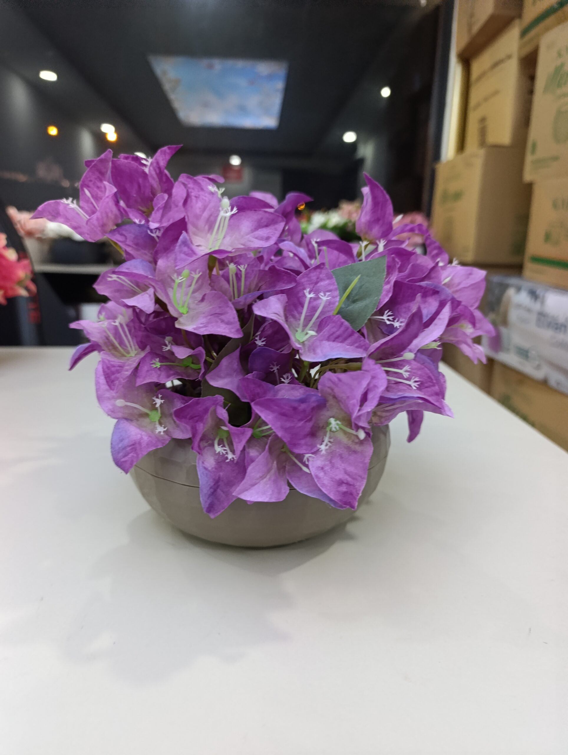 Y20 Begonvil Çiçeği - Görsel 6