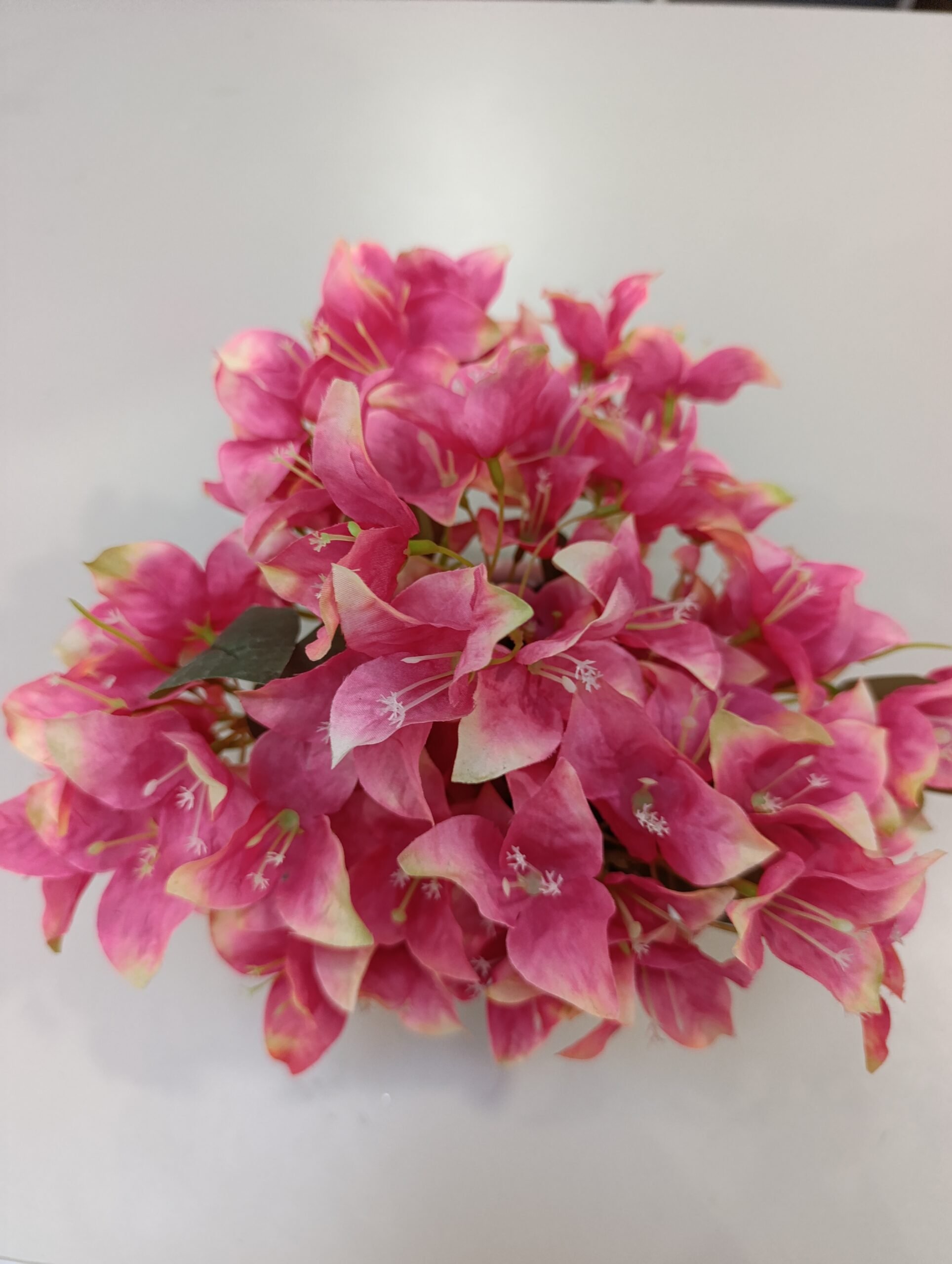 Y20 Begonvil Çiçeği - Görsel 5