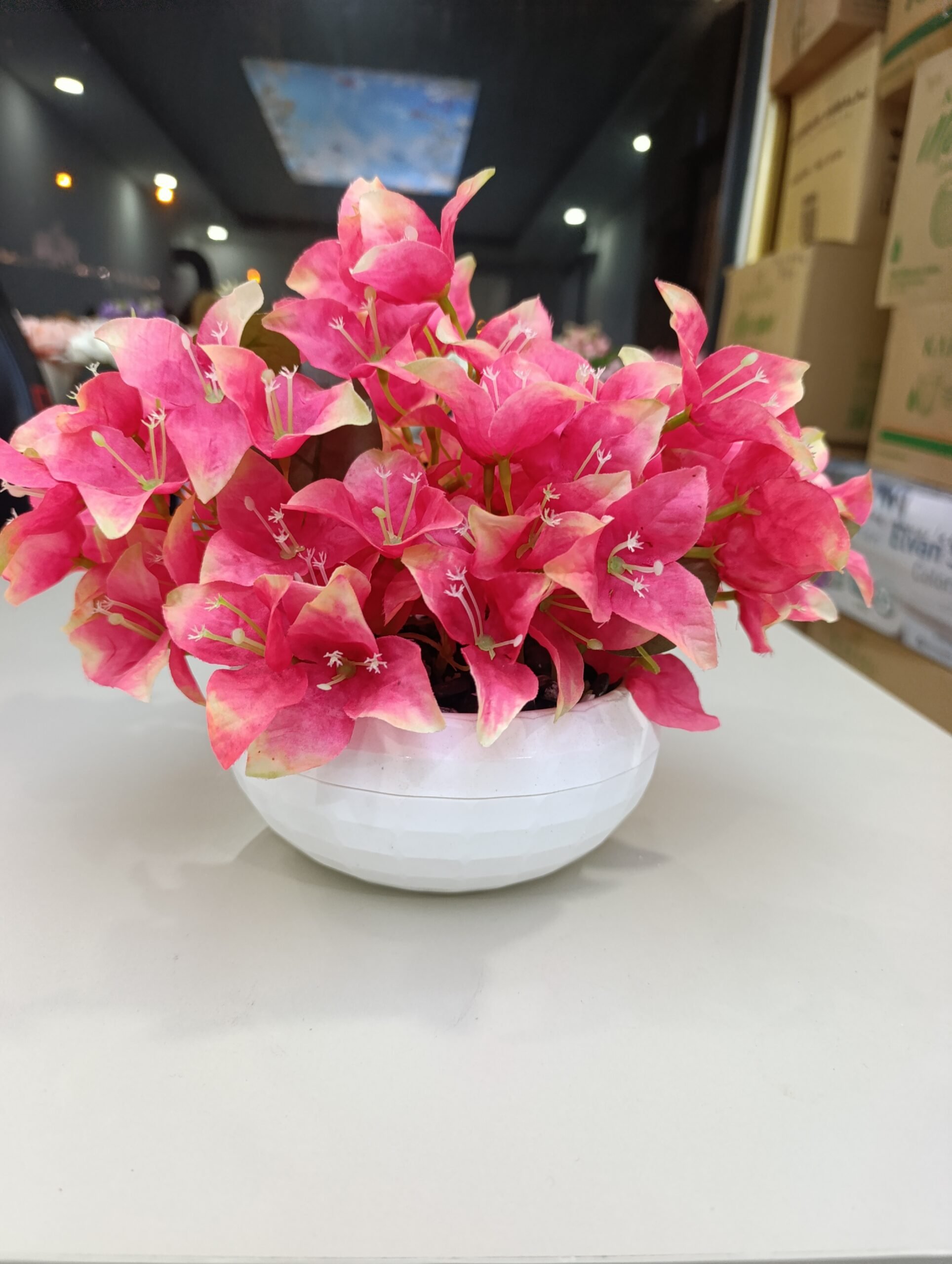 Y20 Begonvil Çiçeği - Görsel 4