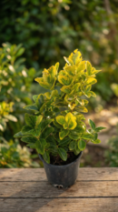 Gold Taflan (Altuni Taflan)