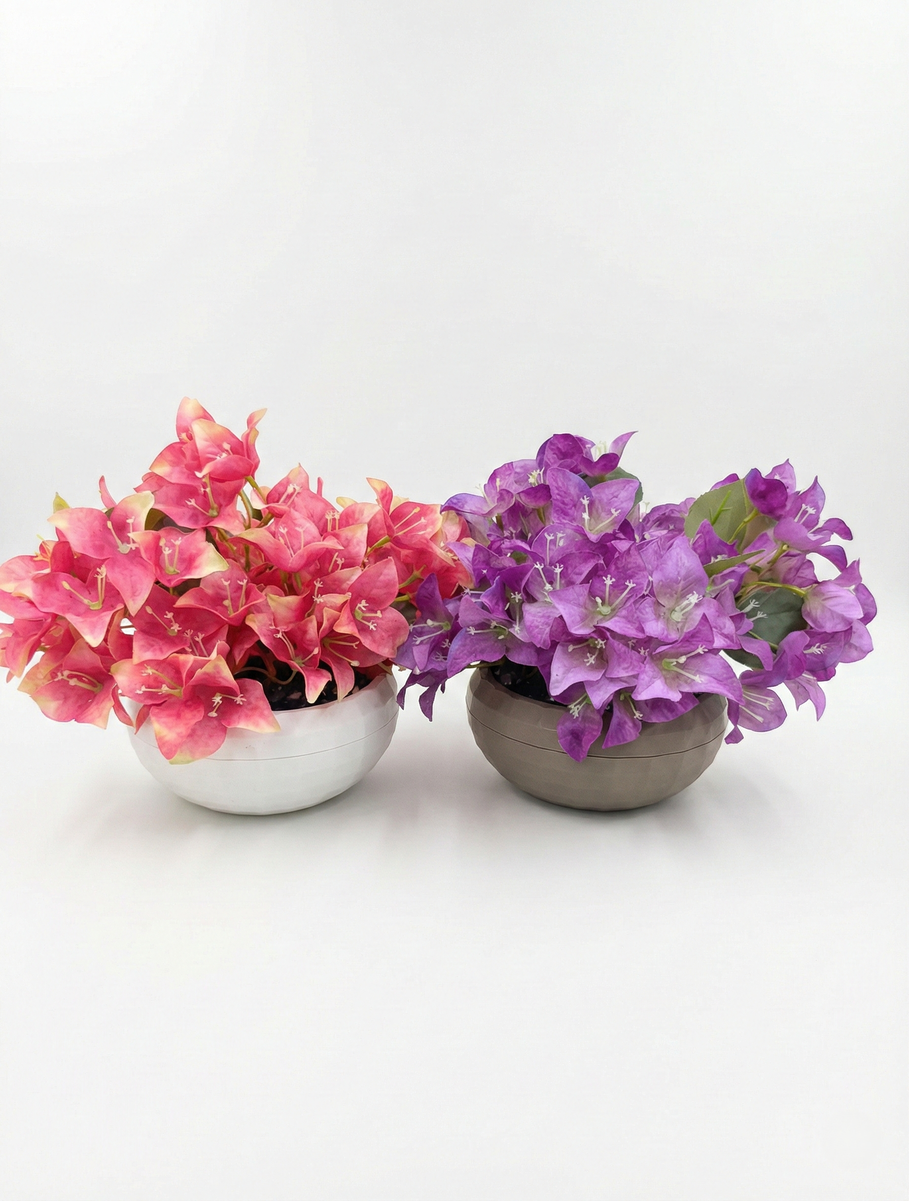 Y20 Begonvil Çiçeği