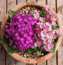 Pembe & Açık Pembe Sindirella