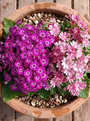 Pembe & Açık Pembe Sindirella