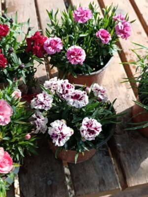 Karanfil Doğal Çiçek