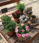 Doğal Yeşil Lavanta