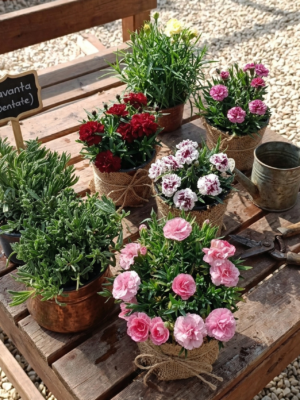 Doğal Yeşil Lavanta