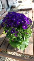 Mor Sindirella Doğal Çiçek