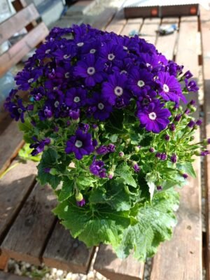 Mor Sindirella Doğal Çiçek