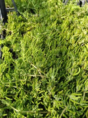 Yeşil Acem Halısı