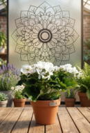 Beyaz Sindirella Doğal Çiçek