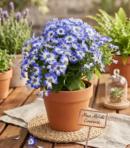 Mavi Sindirella Doğal Çiçek