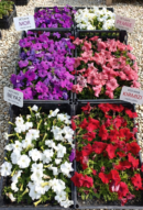 Petunya Renk Cümbüşü