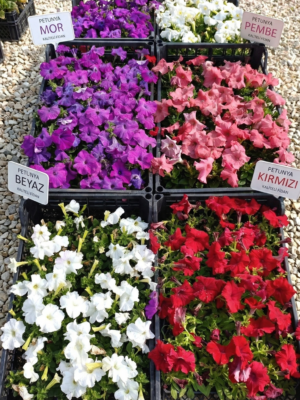 Petunya Renk Cümbüşü